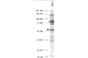 Western blot analysis is shown using  Affinity Purified anti-NEK2 antibody to detect endogenous protein present in an unstimulated mouse A-20 whole cell lysate (arrowhead). (NEK2 antibody  (AA 287-299))