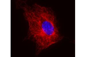 Immunofluorescence (IF) image for anti-Tubulin, beta (TUBB) antibody (ABIN93914)