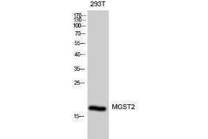 Western Blotting (WB) image for anti-Microsomal Glutathione S-Transferase 2 (MGST2) (Internal Region) antibody (ABIN3185556)
