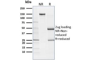 SOX9 antibody  (AA 393-508)