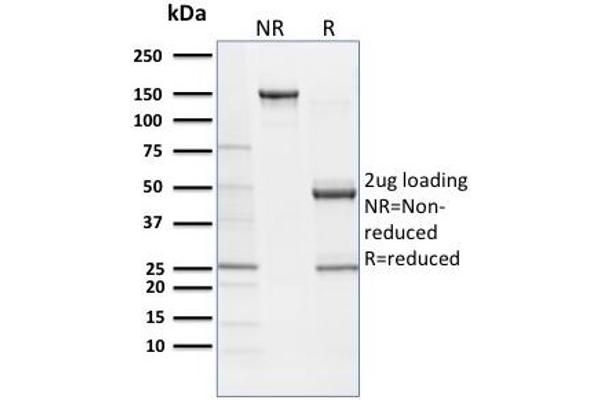 SOX9 antibody  (AA 393-508)