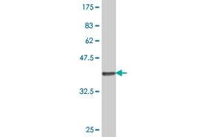 Western Blot detection against Immunogen (37. (C1GALT1 antibody  (AA 264-363))