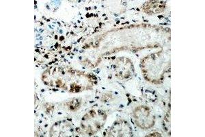 Immunohistochemical analysis of CER1 staining in human kidney formalin fixed paraffin embedded tissue section.