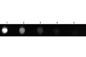 Dot Blot (DB) image for Rabbit anti-Cow IgG (Heavy & Light Chain) antibody (FITC) - Preadsorbed (ABIN965016)