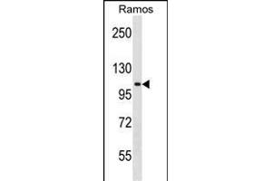 TACC1 Antibody (N-term) (ABIN1538980 and ABIN2849037) western blot analysis in Ramos cell line lysates (35 μg/lane). (TACC1 antibody  (N-Term))