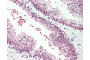 Anti-MARCH2 antibody IHC staining of human prostate. (MARCH2 antibody  (AA 146-195))