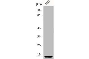 Western Blot analysis of A549 cells using Cytochrome b5 Polyclonal Antibody (CYB5A antibody  (Internal Region))