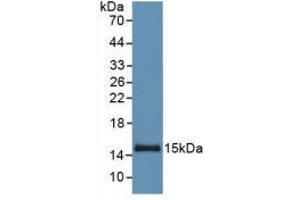 Figure. (SAA antibody  (AA 19-122))