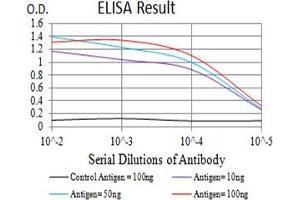 Black line: Control Antigen (100 ng),Purple line: Antigen (10 ng), Blue line: Antigen (50 ng), Red line:Antigen (100 ng) (Adenosine A2a Receptor antibody  (AA 274-412))