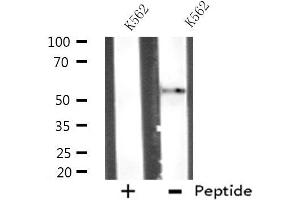 Western blot analysis of extracts from K562 cells, using ATG4D antibody.