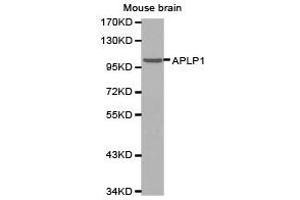 Western Blotting (WB) image for anti-Amyloid beta (A4) Precursor-Like Protein 1 (APLP1) antibody (ABIN1871026) (APLP1 antibody)