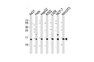 All lanes : Anti-HIST1H2AG Antibody (Center) at 1:2000 dilution Lane 1: A431 whole cell lysate Lane 2: Hela whole cell lysate Lane 3: HepG2 whole cell lysate Lane 4: K562 whole cell lysate Lane 5:  whole cell lysate Lane 6: MCF-7 whole cell lysate Lane 7: NIH/3T3 whole cell lysate Lysates/proteins at 20 μg per lane. (HIST1H2AG antibody  (AA 63-87))