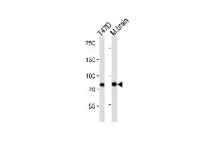 Western blot analysis of lysates from T47D cell line and mouse brain tissue (from left to right), using AC Antibody (Center) 1049a. (Centaurin beta 2 antibody  (AA 489-522))
