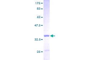 APOC1 Protein (AA 1-83) (GST tag)