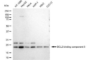 Western blotting analysis using BCL2 binding component 3 antibody (ABIN7797741).