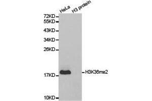 Western blot analysis of extracts of HeLa cell line and H3 protein expressed in E. (Histone 3 antibody  (H3K36me2))