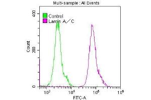 Flow Cytometry (FACS) image for anti-Lamin A/C (LMNA) antibody (ABIN7127601)