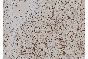 ABIN6273852 at 1/100 staining Human liver tissue by IHC-P. (G Protein-Coupled Receptor 128 antibody  (N-Term))