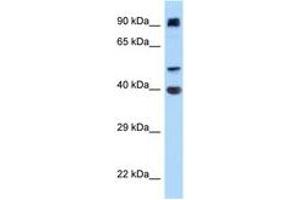 Image no. 1 for anti-Integrin alpha FG-GAP Repeat Containing 2 (ITFG2) (AA 180-229) antibody (ABIN6748063) (ITFG2 antibody  (AA 180-229))