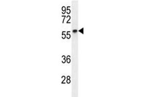 Cyclin B1 antibody western blot analysis in MDA-MB231 lysate. (Cyclin B1 antibody  (AA 381-411))
