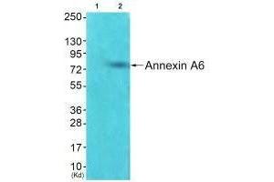 Western blot analysis of extracts from HepG2 cells using Annexin A6 antibody. (ANXA6 antibody)
