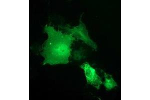 Anti-SH2B3 mouse monoclonal antibody (ABIN2454696) immunofluorescent staining of COS7 cells transiently transfected by pCMV6-ENTRY SH2B3 (RC218359). (SH2B3 antibody)