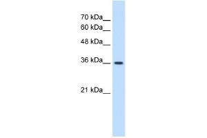 WB Suggested Anti-MAS1 Antibody Titration:  1. (MAS1 antibody  (Middle Region))