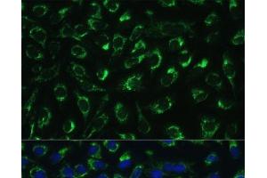 Immunofluorescence (IF) image for anti-Mitochondrial Translational Initiation Factor 2 (MTIF2) antibody (ABIN7259120)