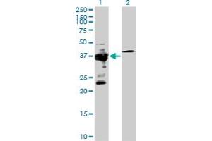 Western Blot analysis of IGBP1 expression in transfected 293T cell line by IGBP1 MaxPab polyclonal antibody.