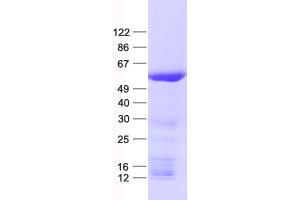 Validation with Western Blot (SAMM50 Protein (His tag))