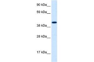 WB Suggested Anti-INSM1 Antibody Titration:  1. (INSM1 antibody  (Middle Region))