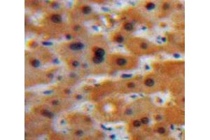 Used in DAB staining on fromalin fixed paraffin-embedded Liver tissue (GCP2 antibody  (AA 40-114))