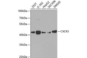 Western blot analysis of extracts of various cell lines using CXCR3 Polyclonal Antibody at dilution of 1:400. (CXCR3 antibody)