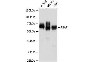 Western blot analysis of extracts of various cell lines using PSAP Polyclonal Antibody at dilution of 1:1000. (Prosaposin antibody)