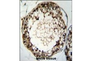 TSSK4 Antibody (C-term) (ABIN655194 and ABIN2844810) immunohistochemistry analysis in formalin fixed and paraffin embedded human testis tissue followed by peroxidase conjugation of the secondary antibody and DAB staining. (TSSK4 antibody  (C-Term))