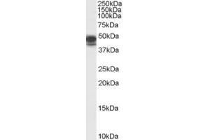 ABIN190912 (0. (PAX8 antibody  (Internal Region))