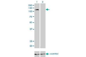 Western Blotting (WB) image for anti-Protocadherin 8 (PCDH8) (AA 32-121) antibody (ABIN598858) (Protocadherin 8 antibody  (AA 32-121))