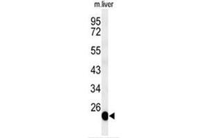 Western blot analysis of BSND Antibody (C-term) in mouse liver tissue lysates (35µg/lane).