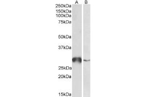 ABIN5539847 (0. (GSTO1 antibody  (Internal Region))
