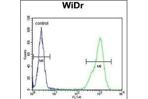 TP3 Antibody (C-term) (ABIN651194 and ABIN2840125) flow cytometric analysis of WiDr cells (right histogram) compared to a negative control cell (left histogram). (TPPP3 antibody  (AA 117-146))