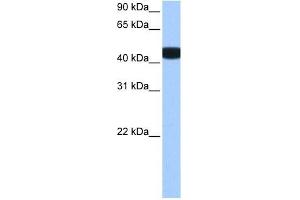 BCKDK antibody used at 0. (BCKDK antibody  (N-Term))