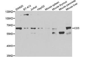 Western blot analysis of extracts of various cell lines, using CD5 antibody. (CD5 antibody)