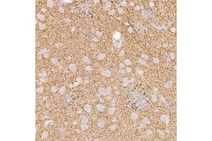 Immunohistochemistry of paraffin-embedded rat brain using Kallikrein 8 Rabbit mAb (ABIN7268065) at dilution of 1:100 (40x lens). (Kallikrein 8 antibody)