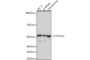 Western blot analysis of extracts of various cell lines, using CYP17 Rabbit mAb (ABIN7266648) at 1:1000 dilution. (CYP17A1 antibody)