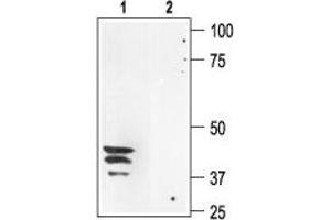Western blot analysis of rat kidney membranes: - 1. (AQP3 antibody  (Intracellular))