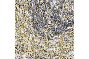 Immunohistochemical analysis of IL-1F10 staining in human spleen formalin fixed paraffin embedded tissue section. (IL1F10 antibody  (C-Term))