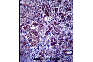 P1R3F Antibody (C-term) (ABIN657599 and ABIN2846598) immunohistochemistry analysis in formalin fixed and paraffin embedded human pancreas tissue followed by peroxidase conjugation of the secondary antibody and DAB staining. (PPP1R3F antibody  (C-Term))