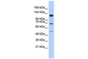 Image no. 1 for anti-Regulatory Factor X, 1 (Influences HLA Class II Expression) (RFX1) (AA 287-336) antibody (ABIN6740535) (RFX1 antibody  (AA 287-336))