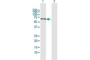 Western Blot analysis of PPM1J expression in transfected 293T cell line by PPM1J MaxPab polyclonal antibody. (PPM1J antibody  (AA 1-505))