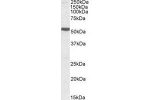 AP26018PU-N (1µg/ml) staining of Human Cerebral Cortex lysate (35µg protein in RIPA buffer). (Serotonin Receptor 3B antibody  (Internal Region))